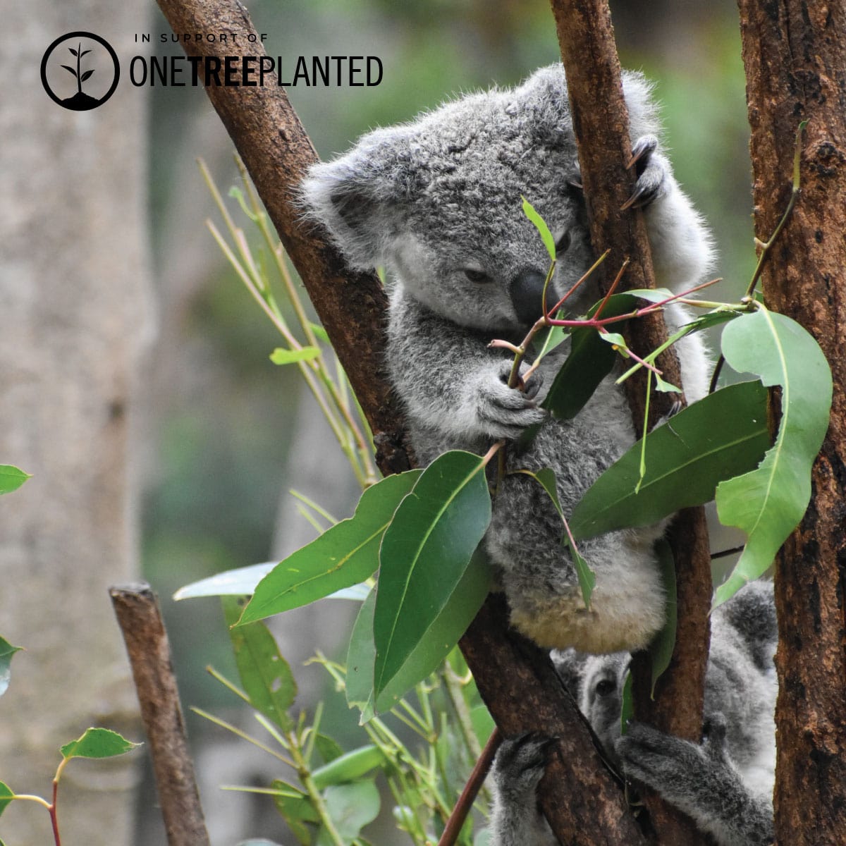 Koala Links | Original Kismet Armband | Grau x Silber